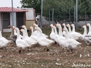 Gaste de vanzare - imagine 4 Gaste de vanzare - imagine 4