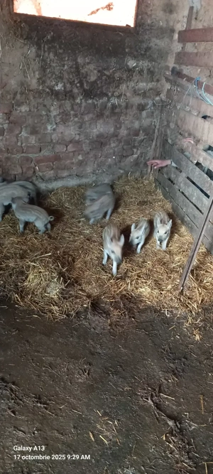 Purcea cu purcei de vanzare - imagine 2