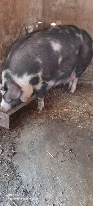 Purcea cu purcei de vanzare