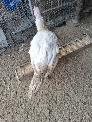 Curcani albi de casă  - imagine 4