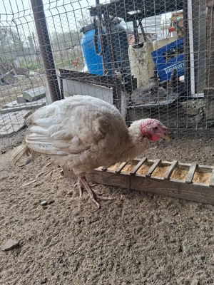 Curcani albi de casă  - imagine 2