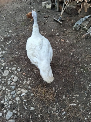 Curcani albi de casă  - imagine 3