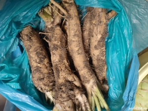 De vânzare hrean bio de calitate A