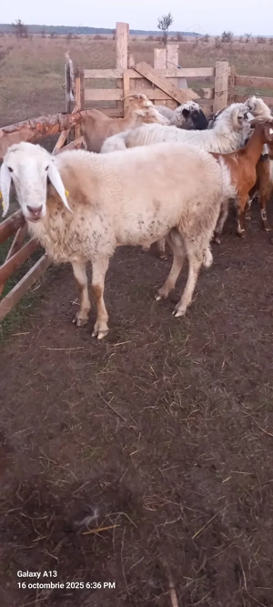 Purcea cu purcei de vanzare - imagine 3