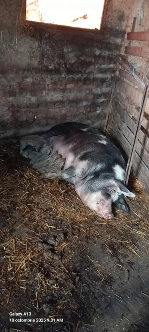 Purcea cu purcei de vanzare - imagine 5