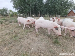 purcei de vânzare - imagine 2