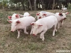 purcei de vânzare - imagine 3