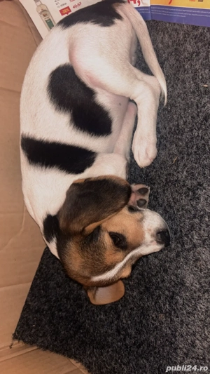 Câine beagle 3 luni       - imagine 2