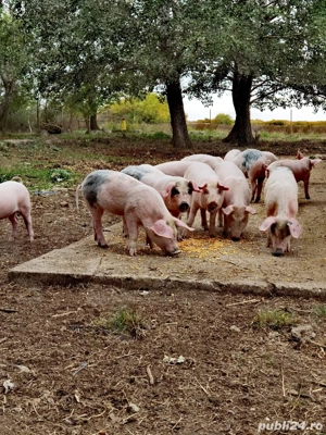 purcei de vânzare - imagine 4