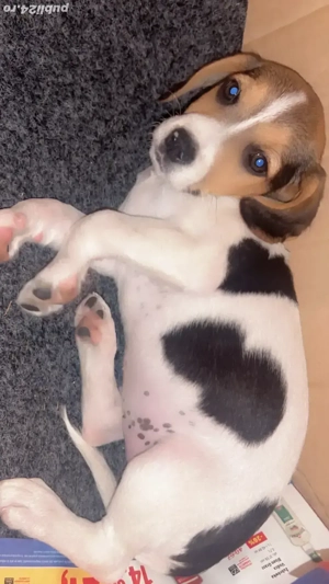 Câine beagle 3 luni