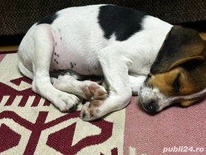 Câine beagle 3 luni       - imagine 3