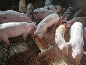 Vindem purcei 8 saptamani