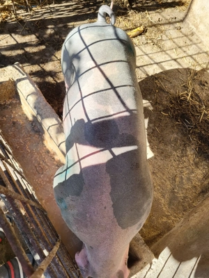 Vand porci pentru sacrificat