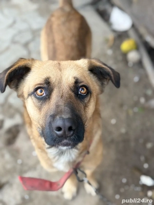  Boss câine frumos, blând și devotat, caută familie iubitoare    - imagine 2