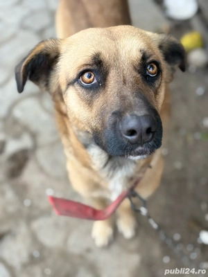  Boss câine frumos, blând și devotat, caută familie iubitoare   