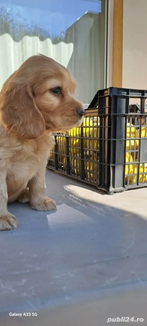 Fetiță  cocker  spaniel