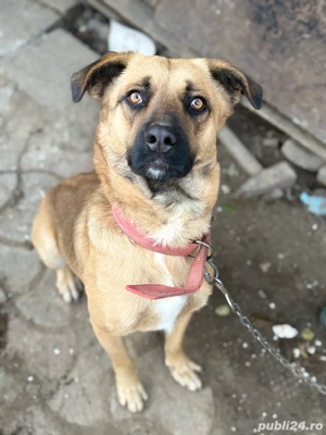  Boss câine frumos, blând și devotat, caută familie iubitoare    - imagine 3