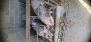 Vand porci pentru sacrificat - imagine 3