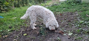 Catelusa lagotto  - imagine 2 Catelusa lagotto  - imagine 2