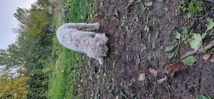 Catelusa lagotto  - imagine 3 Catelusa lagotto  - imagine 3