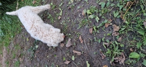 Catelusa lagotto  - imagine 4 Catelusa lagotto  - imagine 4