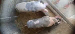 Vand porci pentru sacrificat - imagine 2