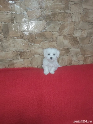 Vand catei rasa Bichon deosebiti - imagine 2