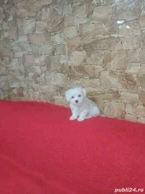 Vand catei rasa Bichon deosebiti