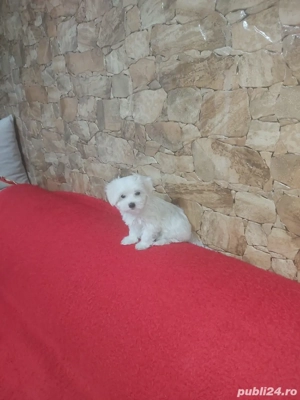 Vand catei rasa Bichon deosebiti - imagine 3