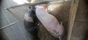 Vand porci pentru sacrificat - imagine 4