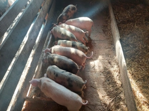 Purcelusi 8 saptamani de vanzare