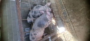 Vand porci pentru sacrificat - imagine 5