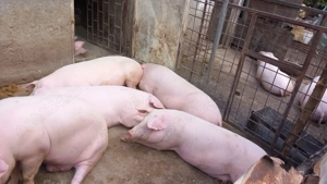 Porci de vanzare!Calitate net superioara!