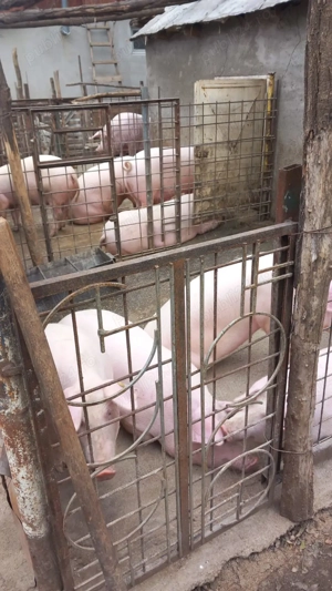 Porci de vanzare!Calitate net superioara! - imagine 2