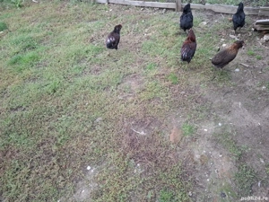 Cocosi araucana - imagine 3 Cocosi araucana - imagine 3