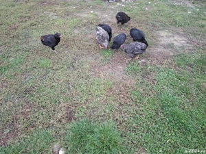 Cocosi araucana - imagine 2 Cocosi araucana - imagine 2