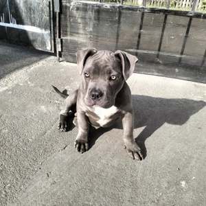 Vând Amstaff American blue  - imagine 2