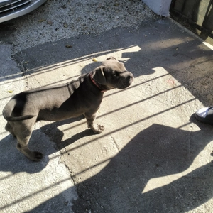 Vând Amstaff American blue