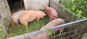 purcei duroc - imagine 5 purcei duroc - imagine 5