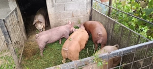 purcei duroc - imagine 6 purcei duroc - imagine 6