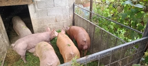 purcei duroc - imagine 7 purcei duroc - imagine 7