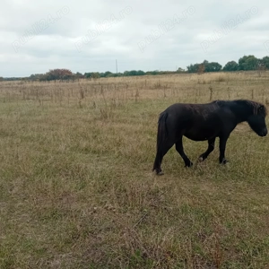 Vand urgent ponei 3,5000 Lei - imagine 6 Vand urgent ponei 3,5000 Lei - imagine 6