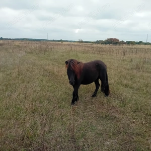 Vand urgent ponei 3,5000 Lei - imagine 8 Vand urgent ponei 3,5000 Lei - imagine 8