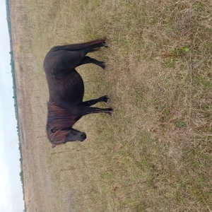 Vand urgent ponei 3,5000 Lei - imagine 9 Vand urgent ponei 3,5000 Lei - imagine 9