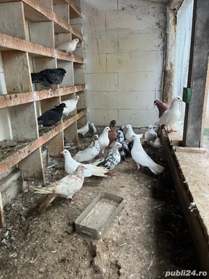 vind porumbei romani !!! - imagine 3