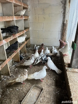 vind porumbei romani !!! - imagine 2