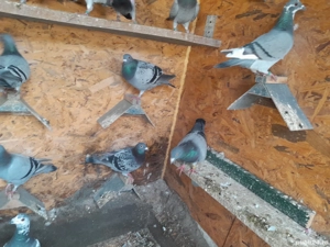 Desființez crescătorie porumbei  - imagine 3 Desființez crescătorie porumbei  - imagine 3