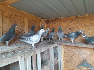 Desființez crescătorie porumbei  - imagine 4 Desființez crescătorie porumbei  - imagine 4