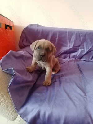 Căței Cane Corso din părinți cu pedigree  - imagine 5