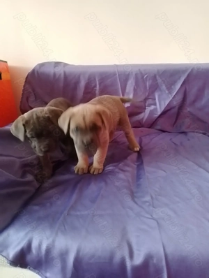 Căței Cane Corso din părinți cu pedigree  - imagine 3